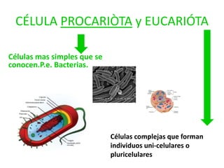 CÉLULA PROCARIÒTA y EUCARIÓTA
Células mas simples que se
conocen.P.e. Bacterias.

Células complejas que forman
individuos uni-celulares o
pluricelulares

 