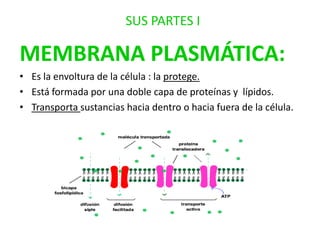 SUS PARTES I

MEMBRANA PLASMÁTICA:
• Es la envoltura de la célula : la protege.
• Está formada por una doble capa de proteínas y lípidos.
• Transporta sustancias hacia dentro o hacia fuera de la célula.

 