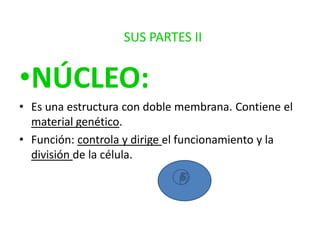 SUS PARTES II

•NÚCLEO:
• Es una estructura con doble membrana. Contiene el
material genético.
• Función: controla y dirige el funcionamiento y la
división de la célula.

 