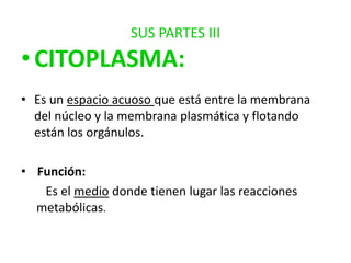 SUS PARTES III

• CITOPLASMA:
• Es un espacio acuoso que está entre la membrana
del núcleo y la membrana plasmática y flotando
están los orgánulos.
• Función:
Es el medio donde tienen lugar las reacciones
metabólicas.

 