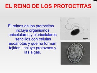 EL REINO DE LOS PROTOCTITAS
El reinos de los protoctitas
incluye organismos
unicelulares y pluricelulares
sencillos con cé...