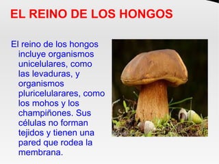 EL REINO DE LOS HONGOS
El reino de los hongos
incluye organismos
unicelulares, como
las levaduras, y
organismos
pluricelul...