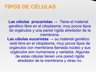 TIPOS DE CÉLULAS
Las células procariotas → Tiene el material
genético libre en el citoplasma, muy pocos tipos
de orgánulos...