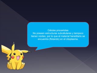 Células procariotas
No poseen estructuras subcélulares y tampoco
tienen núcleo, por lo que el material hereditario se
encuentra (flotando) en el citoplasma.
 