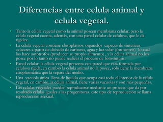 Diferencias entre celula animal y
              celula vegetal.
• Tanto la célula vegetal como la animal poseen membrana celular, pero la
  célula vegetal cuenta, además, con una pared celular de celulosa, que le da
  rigidez.
• La célula vegetal contiene cloroplastos: organelos capaces de sintetizar
  azúcares a partir de dióxido de carbono, agua y luz solar (fotosínteis) lo cual
  los hace autótrofos (producen su propio alimento) , y la célula animal no los
  posee por lo tanto no puede realizar el proceso de fotosíntesis.
• Pared celular: la célula vegetal presenta esta pared que está formada por
  celulosa rígida, en cambio la célula animal no la posee, sólo tiene la membrana
  citoplasmática que la separa del medio.
• Una vacuola única llena de líquido que ocupa casi todo el interior de la célula
  vegetal, en cambio, la célula animal, tiene varias vacuolas y son más pequeñas.
• Las células vegetales pueden reproducirse mediante un proceso que da por
  resultado células iguales a las progenitoras, este tipo de reproducción se llama
  reproducción asexual.
 