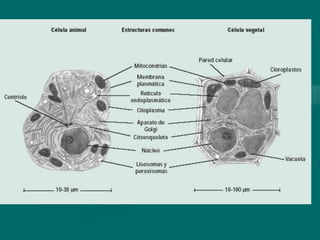 Las  células trabajo