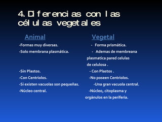 4.Diferencias con las células vegetales Animal   Vegetal -Formas muy diversas.  -  Forma prismática. -Solo membrana plasmática.  -  Ademas de membreana  plasmatica pared celulas de celulosa . -Sin Plastos.  - Con Plastos . -Con Centriolos.  -No poseen Centriolos. -Si existen vacuolas son pequeñas.  -Una gran vacuola central. -Núcleo central.  -Núcleo, citoplasma y orgánulos en la periferia. 