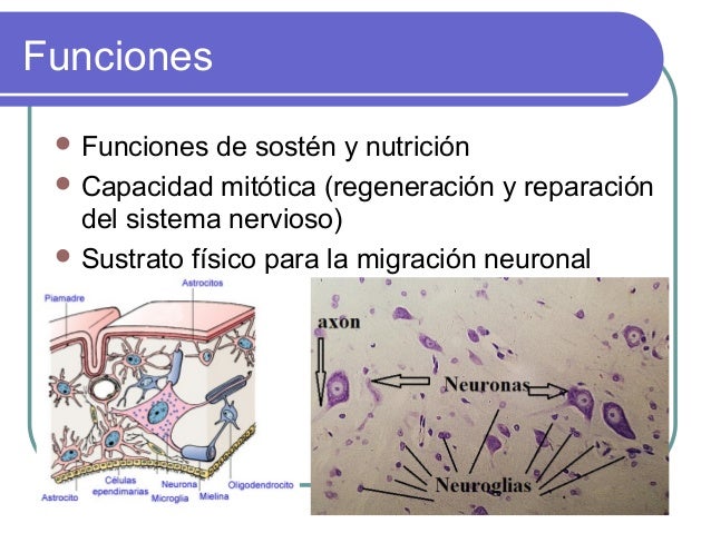 Las células gliales