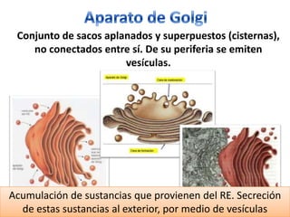 Aparato de GolgiConjunto de sacos aplanados y superpuestos (cisternas), no conectados entre sí. De su periferia se emiten vesículas.Acumulación de sustancias que provienen del RE. Secreción de estas sustancias al exterior, por medio de vesículas