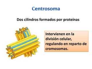 CentrosomaDos cilindros formados por proteínasIntervienen en la división celular, regulando en reparto de cromosomas.