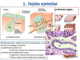 1. Tejido epitelialFormado por células muy próximas entre sí, y que forman capas. Hay tejido epitelial de 2 tiposT. Epitelial de revestimiento: recubre y protege superficies externas o cavidades internasepidermis: capa externa de la piel