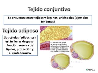 Mucosas: recubren la cavidad bucal, faringe, etc.Epitelio glandular: tejido que forma las glándulas y cuya función es segregar sustanciasLas glándulas pueden ser:	* exocrinas: vierten las sustancias al exterior o al interior de cavidades del cuerpo	* endocrinas: vierten hormonas a la sangre	* mixtas: actúan como endocrinas y exocrinas