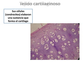 2. Tejido conectivoFormado por células inmersas en una sustancia intercelular que tiene fibras (colágeno y otras fibras)