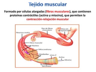 Tejido cartilaginosoSus células (condrocitos) elaboran una sustancia que forma el cartílago