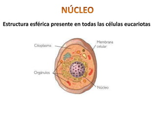 NÚCLEOEstructura esférica presente en todas las células eucariotas