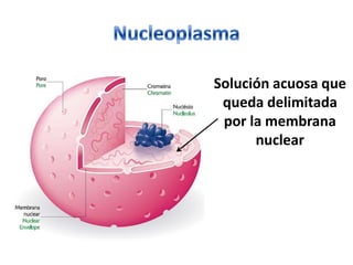 NucleoplasmaSolución acuosa que queda delimitada por la membrana nuclear