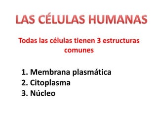 LAS CÉLULAS HUMANAS Todas las células tienen 3 estructuras comunes 1. Membrana plasmática 2. Citoplasma 3. Núcleo 