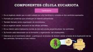 COMPONENTES CÉLULA EUCARIOTA
Centrosoma
• Es un orgánulo celular que no está rodeado por una membrana y consiste en dos centriolos apareados.
• Formado por proteínas que constituyen el material pericentriolar.
• También llamado centro organizador de microtúbulos.
• Es un orgánulo celular, exclusivo en las células animales.
• En su interior está el diplosoma (consta de dos estructuras perpendiculares: los centriolos).
• Su función está relacionada con la formación y organización del citoesqueleto.
• Interviene en el movimiento celular y participa en el proceso de división celular a través de la duplicación de los
dos centriolos, formando el huso mitótico.
 