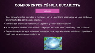 COMPONENTES CÉLULA EUCARIOTA
Vacuolas
• Son compartimentos cerrados o limitados por la membrana plasmática ya que contienen
diferentes fluidos, como agua o enzimas.
• También son exclusivos en las células vegetales y son de tamaño variado.
• A veces puede contener sólidos como por ejemplo azúcares, sales, proteínas y otros nutrientes.
• Son un almacén de agua y diversas sustancias para luego eliminarlas, asimilarlas, digerirlas o
resérvalas para momentos posteriores.
 