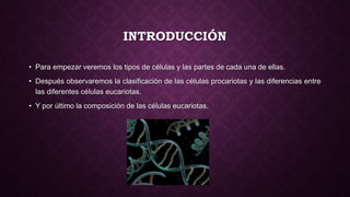 INTRODUCCIÓN
• Para empezar veremos los tipos de células y las partes de cada una de ellas.
• Después observaremos la clasificación de las células procariotas y las diferencias entre
las diferentes células eucariotas.
• Y por último la composición de las células eucariotas.
 