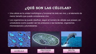 ¿QUÉ SON LAS CÉLULAS?
• Una célula es la unidad morfológica y funcional de todo ser vivo, y el elemento de
menor tamaño que puede considerarse vivo.
• Los organismos se puede clasificar, según el número de células que posean, en
unicelulares (como pueden ser los protozoos o las bacterias, organismos
microscópicos) y pluricelulares.
LA CÉLULA PROTOZOO
(ser unicelular)
DELFÍN
(ser pluricelular)
 