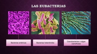 LAS EUBACTERIAS
Bacterias entéricas Bacterias heterótrofas
Cianobacterias o algas
cianofíceas
 