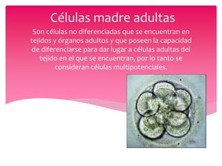 Células madre adultas
 Son células no diferenciadas que se encuentran en
tejidos y órganos adultos y que poseen la capacidad
de diferenciarse para dar lugar a células adultas del
    tejido en el que se encuentran, por lo tanto se
         consideran células multipotenciales.
 