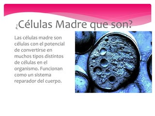 ¿Células Madre que son?
Las células madre son
células con el potencial
de convertirse en
muchos tipos distintos
de células en el
organismo. Funcionan
como un sistema
reparador del cuerpo.
 
