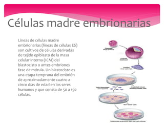 Células madre embrionarias
 Líneas de células madre
 embrionarias (líneas de células ES)
 son cultivos de células derivadas
 de tejido epiblasto de la masa
 celular interna (ICM) del
 blastocisto o antes embriones
 fase de mórula. Un blastocisto es
 una etapa temprana del embrión
 de aproximadamente cuatro a
 cinco días de edad en los seres
 humanos y que consta de 50 a 150
 células.
 
