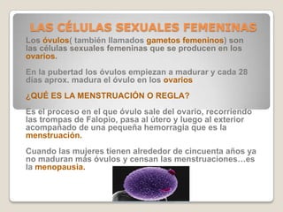 LAS CÉLULAS SEXUALES FEMENINAS
Los óvulos( también llamados gametos femeninos) son
las células sexuales femeninas que se p...