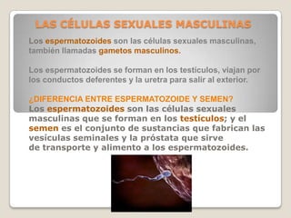 LAS CÉLULAS SEXUALES MASCULINAS
Los espermatozoides son las células sexuales masculinas,
también llamadas gametos masculin...