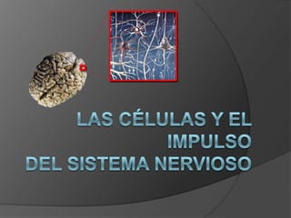 Las células y el impulsodel sistema nervioso  