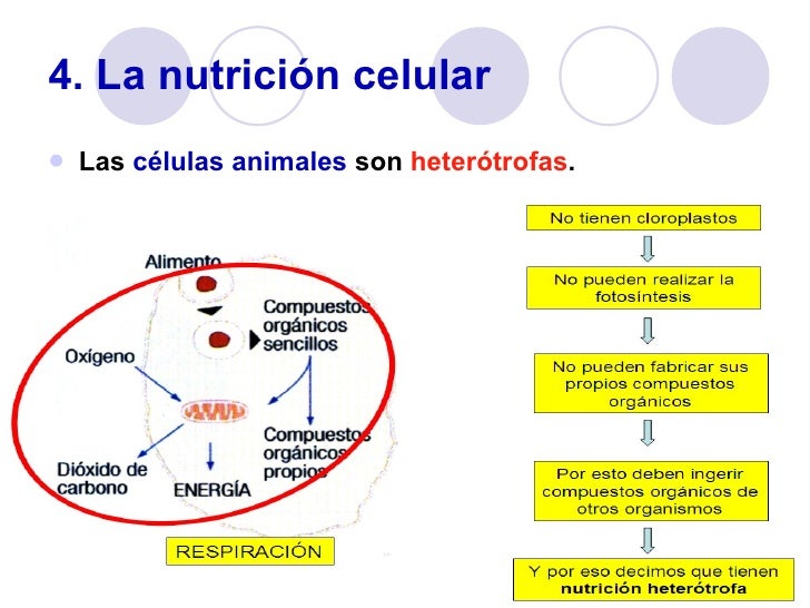 Las células y los organismos más sencillos