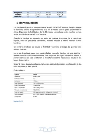 9
Magnesio % 0,1-0,3 0,1-0,3 0,1-0,3
Potasio % 0,5-1,4 0,5-1,4 0,5-1,4
Vitamina C MG 200 200 200
5. REPRODUCCIÓN
Las hembras alcanzan la madurez sexual a partir de la 4ª-5ª semana de vida, aunque
el momento óptimo de apareamiento es a los 3 meses, con un peso aproximado de
450gr. El periodo de fertilidad es de 18-24 meses. La madurez en los machos es más
tardía, son fértiles entre la 8ª-10ª semana.
Cuando la hembra se encuentra en estro se produce la ruptura de la membrana
vaginal, orina en pequeñas cantidades, muestra lordosis e intenta montar a otras
hembras.
En hembras maduras se reduce la fertilidad y aumenta el riesgo de que las crías
nazcan muertas.
Las crías de cobaya nacen muy desarrolladas, con pelo, dientes, los ojos abiertos y
pueden caminar casi inmediatamente. Son capaces de ingerir alimentos sólidos la
primera semana de vida y obtienen la microflora intestinal necesaria a través de las
heces de su madre.
Unas 12 horas después del parto, la hembra estimula la micción y defecación de las
crías limpiando el área genital.
Ciclo biológico:
Ilustración 11
 