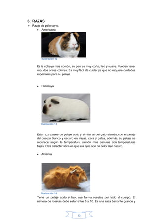 10
6. RAZAS
 Razas de pelo corto:
 Americana
Es la cobaya más común, su pelo es muy corto, liso y suave. Pueden tener
uno, dos o tres colores. Es muy fácil de cuidar ya que no requiere cuidados
especiales para su pelaje.
 Himalaya
Esta raza posee un pelaje corto y similar al del gato siamés, con el pelaje
del cuerpo blanco y oscuro en orejas, cara y patas, además, su pelaje se
oscurece según la temperatura, siendo más oscuras con temperaturas
bajas. Otra característica es que sus ojos son de color rojo oscuro.
 Abisinia
Tiene un pelaje corto y liso, que forma rosetas por todo el cuerpo. El
número de rosetas debe estar entre 8 y 10. Es una raza bastante grande y
Ilustración 12
Ilustración 14
Ilustración 13
 
