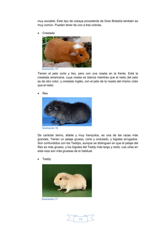11
muy sociable. Este tipo de cobaya procedente de Gran Bretaña también es
muy común. Pueden tener de uno a tres colores.
 Crestada
Tienen el pelo corto y liso, pero con una roseta en la frente. Está la
crestada americana, cuya roseta es blanca mientras que el resto del pelo
es de otro color, y crestado inglés, con el pelo de la roseta del mismo color
que el resto.
 Rex
De carácter tierno, afable y muy tranquilos, es una de las razas más
grandes. Tienen un pelaje grueso, corto y ondulado, y bigotes arrugados.
Son confundidos con los Teddys, aunque se distinguen en que el pelaje del
Rex es más grueso, y los bigotes del Teddy más largo y recto. Las uñas en
esta raza son más gruesas de lo habitual.
 Teddy
Ilustración 16
Ilustración 17
Ilustración 15
 