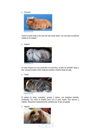 13
 Coronet
Tienen el pelo largo y liso que les cae hacia atrás, con una sola y evidente
roseta en la cabeza.
 Angora
La raza Angora es muy parecida a la peruana, el pelo es también largo y
liso, aunque pueden tener diversas rosetas y distinto largo de pelo.
 Texel
El pelaje es largo, ondulado, grueso y denso, con bigotitos también
ondulados. Es como el Sheltie pero con el pelo rizado. Son tiernos y
afables. Requieren especialmente cuidados por el tipo de pelaje.
 Alpaca
Ilustración 20
Ilustración 31
Ilustración 22
Ilustración 23
 
