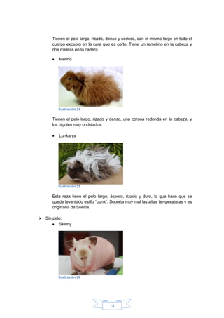 14
Tienen el pelo largo, rizado, denso y sedoso, con el mismo largo en todo el
cuerpo excepto en la cara que es corto. Tiene un remolino en la cabeza y
dos rosetas en la cadera.
 Merino
Tienen el pelo largo, rizado y denso, una corona redonda en la cabeza, y
los bigotes muy ondulados.
 Lunkarya
Esta raza tiene el pelo largo, áspero, rizado y duro, lo que hace que se
quede levantado estilo “punk”. Soporta muy mal las altas temperaturas y es
originaria de Suecia.
 Sin pelo:
 Skinny
Ilustración 24
Ilustración 25
Ilustración 26
 
