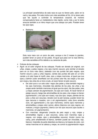 15
La principal característica de esta raza es que no tienen pelo, salvo en la
nariz y las patas. Por este motivo son más sensibles al frío. Al no tener pelo
que les ayude a controlar la temperatura corporal, de manera
compensatoria tiene un metabolismo más rápido, come más y por lo tanto
ensucia también a un ritmo mayor que una cobaya con pelo. Pueden tener
los ojos rojos.
 Baldwins
Esta raza nace con un poco de pelo, aunque a los 2 meses lo pierden,
pueden tener un poco en las patas. Al igual que pasa con la raza Skinny,
son más sensibles al frío debido a su carencia de pelo.
 Colores de las cobayas:
 Agutí: es el color original de las cobayas. Puede ser dorado (el original, con
uñas, orejas y patas negras y los ojos marrón oscuro), gris (similar al dorado
pero en un tono más claro), plateado (con las puntas del pelo negras, ojos
marrón oscuro y pies y uñas negras), canela (las puntas del pelo en un tono
canela y el color base el marfil, pies, ojos y orejas marrones, al igual que sus
ojos) y salmón (color amarfilado con las puntas color lila, las orejas y los ojos
son rosas y las uñas de un tono crudo, al nacer tienen el pelo oscuro).
 De color puro o un solo color: negro (las patas y uñas también negras y
los ojos marrones), chocolate (las plantas de los pies, las uñas y las
orejas serán también marrones al igual que los ojos), lila (las patas, pies
y orejas carecen de pigmentación, los ojos son rosas. Al nacer tienen el
pelaje oscuro), beige (las almohadillas de los pies y las orejas no tienen
pigmentación, y los ojos son rosas), rojo (los ojos, orejas, plantas de los
pies y uñas son oscuras), dorado (con la piel naranja, pueden tener los
ojos oscuros o rosados, con o sin pigmentación), ante (tono amarillo
ocre, sin pigmentación y los ojos marrones), crema (ojos marrones y
almohadillas y orejas color carne), albino (blancos con ojos negros, sin
matices y ningún pigmento), blanco con los ojos oscuros (ojos azules o
marrones, sin pigmentación).
 Con manchas: abigarrado (mezcla de pelo negro y rojo, orejas y
almohadillas negras y ojos oscuros), carey (con manchas rojas y
negras, con orejas, ojos y almohadillas oscuros), tricolor (como los
carey, pero añadiéndole el blanco, también puede ser chocolate, rojo,
blanco), holandés (la parte delantera es blanca y la trasera de color, con
varias manchas en la cabeza y orejas, es común la pigmentación negra
Ilustración 27
 