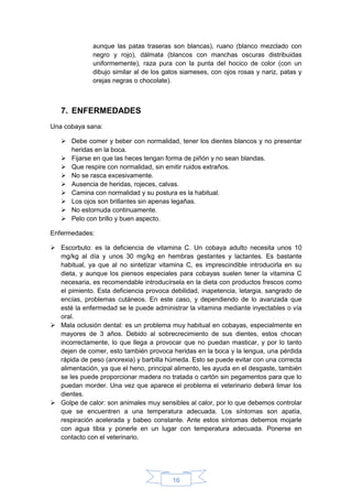 16
aunque las patas traseras son blancas), ruano (blanco mezclado con
negro y rojo), dálmata (blancos con manchas oscuras distribuidas
uniformemente), raza pura con la punta del hocico de color (con un
dibujo similar al de los gatos siameses, con ojos rosas y nariz, patas y
orejas negras o chocolate).
7. ENFERMEDADES
Una cobaya sana:
 Debe comer y beber con normalidad, tener los dientes blancos y no presentar
heridas en la boca.
 Fijarse en que las heces tengan forma de piñón y no sean blandas.
 Que respire con normalidad, sin emitir ruidos extraños.
 No se rasca excesivamente.
 Ausencia de heridas, rojeces, calvas.
 Camina con normalidad y su postura es la habitual.
 Los ojos son brillantes sin apenas legañas.
 No estornuda continuamente.
 Pelo con brillo y buen aspecto.
Enfermedades:
 Escorbuto: es la deficiencia de vitamina C. Un cobaya adulto necesita unos 10
mg/kg al día y unos 30 mg/kg en hembras gestantes y lactantes. Es bastante
habitual, ya que al no sintetizar vitamina C, es imprescindible introducirla en su
dieta, y aunque los piensos especiales para cobayas suelen tener la vitamina C
necesaria, es recomendable introducírsela en la dieta con productos frescos como
el pimiento. Esta deficiencia provoca debilidad, inapetencia, letargia, sangrado de
encías, problemas cutáneos. En este caso, y dependiendo de lo avanzada que
esté la enfermedad se le puede administrar la vitamina mediante inyectables o vía
oral.
 Mala oclusión dental: es un problema muy habitual en cobayas, especialmente en
mayores de 3 años. Debido al sobrecrecimiento de sus dientes, estos chocan
incorrectamente, lo que llega a provocar que no puedan masticar, y por lo tanto
dejen de comer, esto también provoca heridas en la boca y la lengua, una pérdida
rápida de peso (anorexia) y barbilla húmeda. Esto se puede evitar con una correcta
alimentación, ya que el heno, principal alimento, les ayuda en el desgaste, también
se les puede proporcionar madera no tratada o cartón sin pegamentos para que lo
puedan morder. Una vez que aparece el problema el veterinario deberá limar los
dientes.
 Golpe de calor: son animales muy sensibles al calor, por lo que debemos controlar
que se encuentren a una temperatura adecuada. Los síntomas son apatía,
respiración acelerada y babeo constante. Ante estos síntomas debemos mojarle
con agua tibia y ponerle en un lugar con temperatura adecuada. Ponerse en
contacto con el veterinario.
 