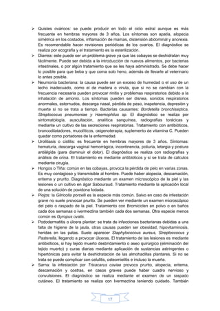 17
 Quistes ováricos: se puede producir en todo el ciclo estral aunque es más
frecuente en hembras mayores de 3 años. Los síntomas son apatía, alopecia
simétrica en los costados, inflamación de mamas, distensión abdominal y anorexia.
Es recomendable hacer revisiones periódicas de los ovarios. El diagnóstico se
realiza por ecografía y el tratamiento es la esterilización.
 Diarrea: este puede ser un problema grave ya que las cobayas se deshidratan muy
fácilmente. Puede ser debida a la introducción de nuevos alimentos, por bacterias
intestinales, o por algún tratamiento que se les haya administrado. Se debe hacer
lo posible para que beba y que coma solo heno, además de llevarle al veterinario
lo antes posible.
 Neumonía bacteriana: la causa puede ser un exceso de humedad o el uso de un
lecho inadecuado, como el de madera o viruta, que si no se cambian con la
frecuencia necesaria pueden provocar rinitis y problemas respiratorios debido a la
inhalación de amonio. Los síntomas pueden ser disnea, sonidos respiratorios
anormales, estornudos, descarga nasal, pérdida de peso, inapetencia, depresión y
muerte si no se trata a tiempo. Bacterias causantes: Bordetella bronchiseptica,
Streptococus pneumoniae y Haemophilus sp. El diagnóstico se realiza por
sintomatología, auscultación, analítica sanguínea, radiografías torácicas y
mediante un cultivo de las secreciones respiratorias. Tratamiento con antibióticos,
broncodilatadores, mucolíticos, oxigenoterapia, suplemento de vitamina C. Pueden
quedar como portadores de la enfermedad.
 Urolitiasis o cistitis: es frecuente en hembras mayores de 3 años. Síntomas:
hematuria, descarga vaginal hemorrágica, incontinencia, poliuria, letargia y postura
antiálgida (para disminuir el dolor). El diagnóstico se realiza con radiografías y
análisis de orina. El tratamiento es mediante antibióticos y si se trata de cálculos
mediante cirugía.
 Hongos o Tiña: común en las cobayas, provoca la pérdida de pelo en varias zonas.
Es muy contagioso y transmisible al hombre. Puede haber alopecia, descamación,
eritema y prurito. Diagnóstico mediante un examen microscópico de la piel y las
lesiones o un cultivo en ágar Sabouraud. Tratamiento mediante la aplicación local
de una solución de povidona Iodada.
 Piojos: la Gliricolla porcelli es la especie más común. Salvo en caso de infestación
grave no suele provocar prurito. Se pueden ver mediante un examen microscópico
del pelo o raspado de la piel. Tratamiento con Bromiciclen en polvo o en baños
cada dos semanas o ivermectina también cada dos semanas. Otra especie menos
común es Gyropus ovalis.
 Pododermatitis o úlcera plantar: se trata de infecciones bacterianas debidas a una
falta de higiene de la jaula, otras causas pueden ser obesidad, hipovitaminosis,
heridas en las patas. Suele aparecer Staphylococcus aureus, Streptoccocus y
Pasterella, llegando a provocar úlceras. El tratamiento de las lesiones es mediante
antibióticos, si hay tejido muerto desbridamiento o aseo quirúrgico (eliminación del
tejido muerto) y curas diarias mediante aplicación de sustancias astringentes o
hipertónicas para evitar la deshidratación de las almohadillas plantares. Si no se
trata se puede complicar con celulitis, osteomielitis e incluso la muerte.
 Sarna: la infestación por Trixacarus caviae provoca prurito, alopecia, eritema,
descamación y costras, en casos graves puede haber cuadro nervioso y
convulsiones. El diagnóstico se realiza mediante el examen de un raspado
cutáneo. El tratamiento se realiza con Ivermectina teniendo cuidado. También
 
