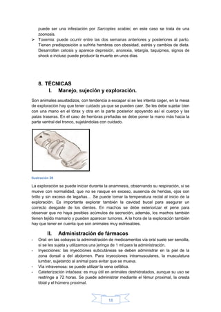 18
puede ser una infestación por Sarcoptes scabiei, en este caso se trata de una
zoonosis.
 Toxemia: puede ocurrir entre las dos semanas anteriores y posteriores al parto.
Tienen predisposición a sufrirla hembras con obesidad, estrés y cambios de dieta.
Desarrollan cetosis y aparece depresión, anorexia, letargia, taquipnea, signos de
shock e incluso puede producir la muerte en unos días.
8. TÉCNICAS
I. Manejo, sujeción y exploración.
Son animales asustadizos, con tendencia a escapar si se les intenta coger, en la mesa
de exploración hay que tener cuidado ya que se pueden caer. Se les debe sujetar bien
con una mano en el tórax y otra en la parte posterior apoyando así el cuerpo y las
patas traseras. En el caso de hembras preñadas se debe poner la mano más hacia la
parte ventral del tronco, sujetándolas con cuidado.
Ilustración 28
La exploración se puede iniciar durante la anamnesis, observando su respiración, si se
mueve con normalidad, que no se rasque en exceso, ausencia de heridas, ojos con
brillo y sin exceso de legañas… Se puede tomar la temperatura rectal al inicio de la
exploración. Es importante explorar también la cavidad bucal para asegurar un
correcto desgaste de los dientes. En machos se debe exteriorizar el pene para
observar que no haya posibles acúmulos de secreción, además, los machos también
tienen tejido mamario y pueden aparecer tumores. A la hora de la exploración también
hay que tener en cuenta que son animales muy estresables.
II. Administración de fármacos
- Oral: en las cobayas la administración de medicamentos vía oral suele ser sencilla,
si se les sujeta y utilizamos una jeringa de 1 ml para la administración.
- Inyecciones: las inyecciones subcutáneas se deben administrar en la piel de la
zona dorsal o del abdomen. Para inyecciones intramusculares, la musculatura
lumbar, sujetando al animal para evitar que se mueva.
- Vía intravenosa: se puede utilizar la vena cefálica.
- Cateterización intaósea: es muy útil en animales deshidratados, aunque su uso se
restringe a 72 horas. Se puede administrar mediante el fémur proximal, la cresta
tibial y el húmero proximal.
 