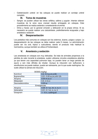 19
- Cateterización uretral: en las cobayas se puede realizar un sondaje uretral
completo.
III. Toma de muestras
- Sangre: se pueden utilizar las venas cefálica, safena y yugular. Intentar obtener
muestras de la vena cava craneal resulta arriesgado en cobayas. Este
procedimiento se realiza sedando o anestesiando al animal.
- Orina y heces: por lo general orinarán y defecarán en la propia clínica. Si es
necesario se puede realizar una cistocéntesis, preferiblemente ecoguiada y bajo
anestesia o sedación.
IV. Desparasitación
Los parásitos más comunes en cobayas son los externos, ácaros, pulgas o piojos. La
desparasitación de las cobayas se debe realizar cada 6 meses. La administración
puede ser vía oral, tópica o subcutánea, siendo el producto más habitual la
Ivermectina, aunque también se utiliza el Fenbendazol.
V. Anestesia y sedación
Las anestesias en cobayas son muy delicadas. Se trata de animales propensos a la
pérdida de calor durante la anestesia, suelen utilizarse circuitos anestésicos abiertos
ya que tienen una capacidad pulmonar baja, no pueden tener un largo periodo de
ayuno y son más difíciles de intubar. Aunque la inducción con isofluorano o
sevofluorano se puede realizar, puede ser estresante, por lo que suele restringirse. Se
suele utilizar la cámara de inducción.
DOSIS (mg/kg)
Butorfanol 0.2- 0.5 sc,im,iv/4h
Buprenorfina 0.01- 0.05 sc,im,iv/6-12h
Atropina 0.05 im,sc,iv
Midazolam 0.5- 2 im,iv
Dexmedetomidina 0.05 sc
Emergencias
Atropina 0.04- 0.1 sc, im, iv, io, it
Adrenalina 0.01- 0.1 im, iv, io, it
Doxapram 1- 10 iv, sublingual
 