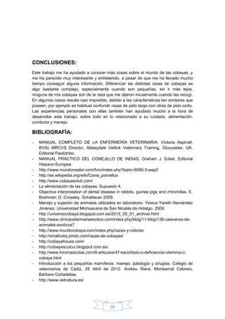 20
CONCLUSIONES:
Este trabajo me ha ayudado a conocer más cosas sobre el mundo de las cobayas, y
me ha parecido muy interesante y entretenido, a pesar de que me ha llevado mucho
tiempo conseguir alguna información. Diferenciar las distintas razas de cobayas es
algo bastante complejo, especialmente cuando son pequeñas, sin ir más lejos,
ninguna de mis cobayas son de la raza que me dijeron inicialmente cuando las recogí.
En algunos casos resulta casi imposible, debido a las características tan similares que
poseen, por ejemplo es habitual confundir razas de pelo largo con otras de pelo corto.
Las experiencias personales con ellas también han ayudado mucho a la hora de
desarrollar este trabajo, sobre todo en lo relacionado a su cuidado, alimentación,
conducta y manejo.
BIBLIOGRAFÍA:
- MANUAL COMPLETO DE LA ENFERMERÍA VETERINARIA. Victoria Aspinall,
BVSc MRCVS Director, Abbeydale Vetlink Veterinary Training, Gloucester, UK.
Editorial Paidotribo.
- MANUAL PRÁCTICO DEL CONEJILLO DE INDIAS. Graham J. Edsel. Editorial
Hispano Europea.
- http://www.mundoroedor.com/foro/index.php?topic=6095.0;wap2
- http://es.wikipedia.org/wiki/Cavia_porcellus
- http://www.cobayasclub.com/
- La alimentación de las cobayas. Supuesto 4.
- Objective interpretation of dental disease in rabbits, guinea pigs and chinchillas. E.
Boehmer; D. Crossley. Schattauer 2009.
- Manejo y sujeción de animales utilizados en laboratorio. Yesica Yareth Hernández
Jiménez. Universidad Michoacana de San Nicolás de Hidalgo. 2009.
- http://universocobaya.blogspot.com.es/2013_05_01_archive.html
- http://www.clinicaveterinariaexotics.com/index.php/blog/11-blog/138-calaveras-de-
animales-exoticos7
- http://www.mundocobaya.com/index.php/razas-y-colores
- http://smallcoby.jimdo.com/razas-de-cobayas/
- http://cobayahouse.com/
- http://cobayascuicui.blogspot.com.es/
- http://www.foromascotas.com/8-articulos/47-escorbuto-o-deficiencia-vitamina-c-
cobaya.html
- Introducción a los pequeños mamíferos: manejo, patología y cirugías. Colegio de
veterinarios de Cádiz, 28 Abril de 2012. Andreu Riera, Montserrat Cabrero,
Bárbara Cortadellas.
- http://www.vetnatura.es/
 
