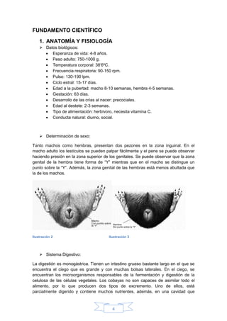4
FUNDAMENTO CIENTÍFICO
1. ANATOMÍA Y FISIOLOGÍA
 Datos biológicos:
 Esperanza de vida: 4-8 años.
 Peso adulto: 750-1000 g.
 Temperatura corporal: 38’6ºC.
 Frecuencia respiratoria: 90-150 rpm.
 Pulso: 130-190 lpm.
 Ciclo estral: 15-17 días.
 Edad a la pubertad: macho 8-10 semanas, hembra 4-5 semanas.
 Gestación: 63 días.
 Desarrollo de las crías al nacer: precociales.
 Edad al destete: 2-3 semanas.
 Tipo de alimentación: herbívoro, necesita vitamina C.
 Conducta natural: diurno, social.
 Determinación de sexo:
Tanto machos como hembras, presentan dos pezones en la zona inguinal. En el
macho adulto los testículos se pueden palpar fácilmente y el pene se puede observar
haciendo presión en la zona superior de los genitales. Se puede observar que la zona
genital de la hembra tiene forma de “Y” mientras que en el macho se distingue un
punto sobre la “Y”. Además, la zona genital de las hembras está menos abultada que
la de los machos.
Ilustración 2 Ilustración 3
 Sistema Digestivo:
La digestión es monogástrica. Tienen un intestino grueso bastante largo en el que se
encuentra el ciego que es grande y con muchas bolsas laterales. En el ciego, se
encuentran los microorganismos responsables de la fermentación y digestión de la
celulosa de las células vegetales. Los cobayas no son capaces de asimilar todo el
alimento, por lo que producen dos tipos de excremento. Uno de ellos, está
parcialmente digerido y contiene muchos nutrientes, además, en una cavidad que
 