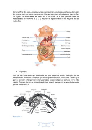 5
tienen al final del recto, sintetizan unas encimas imprescindibles para la digestión, con
las que se elaboran estos excrementos. Una vez expulsados los ingieren (cecotrofia).
La ingesta de estas heces les ayuda en la utilización de la fibra, permite cubrir las
necesidades de vitamina B y C y mejorar la digestibilidad de la mayoría de los
nutrientes.
 Esqueleto:
Una de las características principales es que presentan cuatro falanges en las
extremidades anteriores, mientras que en las posteriores solo tienen tres. La tibia y el
peroné también están parcialmente fusionadas, característica que les hace correr más
rápido. Además, tienen un pequeño apéndice (coxis), aunque no se ve exteriormente
ya que no tienen cola.
Ilustración 2
Vesícula biliar
Páncreas
Duodeno
Conducto pancreático
Ciego
Colon ascendente
Esófago
Hígado
Colédoco
Estómago
Colon transverso
Intestino delgado
Mesenterio
Colon descendente
Recto
Ilustración 4
 