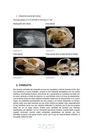 6
 Anatomía normal del cráneo:
Fórmula dental: [I 1/1 C 0/0 PM 1/1 M 3/3] x 2 = 20
Radiografía del cráneo: Vista lateral:
Ilustración 6 Ilustración 7
Vista lateral: Vista ventral de la arcada dentaria maxilar:
Ilustración 8 Ilustración 9
2. CONDUCTA
Son buenos animales de compañía ya que son sociables y activos durante el día. Son
muy pacíficos y nunca muerden, aunque si son bastante asustadizos con los ruidos
fuertes y movimientos bruscos. Una forma de ir ganándose su confianza es darle con
la mano verduras a modo de soborno, lo cual también sirve a la hora de adiestrarles.
Las primeras horas es mejor dejarles tranquilos hasta que se acostumbren a su nuevo
hogar. Es preferible acompañarles de otro cobayo o al menos dedicarles un tiempo,
siendo mejor que sean hembras ya que entre machos se pelean más, especialmente
si hay hembras cerca, aun así, siempre defienden su territorio por lo que al juntarles
debe ser en un lugar neutro. Emiten gran variedad de sonidos con distintos
significados, por ejemplo “cui cui” indicando que tienen hambre, cuando están a gusto
pueden ronronear, cuando están enfadadas castañetean los dientes, etc. Son
animales curiosos y les gusta mucho correr, por lo que es recomendable soltarlos, si
se puede, todos los días.
 