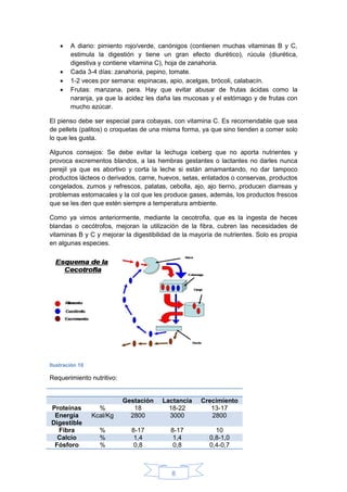 8
 A diario: pimiento rojo/verde, canónigos (contienen muchas vitaminas B y C,
estimula la digestión y tiene un gran efecto diurético), rúcula (diurética,
digestiva y contiene vitamina C), hoja de zanahoria.
 Cada 3-4 días: zanahoria, pepino, tomate.
 1-2 veces por semana: espinacas, apio, acelgas, brócoli, calabacín.
 Frutas: manzana, pera. Hay que evitar abusar de frutas ácidas como la
naranja, ya que la acidez les daña las mucosas y el estómago y de frutas con
mucho azúcar.
El pienso debe ser especial para cobayas, con vitamina C. Es recomendable que sea
de pellets (palitos) o croquetas de una misma forma, ya que sino tienden a comer solo
lo que les gusta.
Algunos consejos: Se debe evitar la lechuga iceberg que no aporta nutrientes y
provoca excrementos blandos, a las hembras gestantes o lactantes no darles nunca
perejil ya que es abortivo y corta la leche si están amamantando, no dar tampoco
productos lácteos o derivados, carne, huevos, setas, enlatados o conservas, productos
congelados, zumos y refrescos, patatas, cebolla, ajo, ajo tierno, producen diarreas y
problemas estomacales y la col que les produce gases, además, los productos frescos
que se les den que estén siempre a temperatura ambiente.
Como ya vimos anteriormente, mediante la cecotrofia, que es la ingesta de heces
blandas o cecótrofos, mejoran la utilización de la fibra, cubren las necesidades de
vitaminas B y C y mejorar la digestibilidad de la mayoría de nutrientes. Solo es propia
en algunas especies.
Ilustración 10
Requerimiento nutritivo:
Nutrientes Unidad Etapa
Gestación Lactancia Crecimiento
Proteínas % 18 18-22 13-17
Energía
Digestible
Kcal/Kg 2800 3000 2800
Fibra % 8-17 8-17 10
Calcio % 1,4 1,4 0,8-1,0
Fósforo % 0,8 0,8 0,4-0,7
 