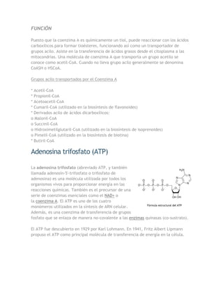 FUNCIÓN

Puesto que la coenzima A es químicamente un tiol, puede reaccionar con los ácidos
carboxílicos para formar tioésteres, funcionando así como un transportador de
grupos acilo. Asiste en la transferencia de ácidos grasos desde el citoplasma a las
mitocondrias. Una molécula de coenzima A que transporta un grupo acetilo se
conoce como acetil-CoA. Cuando no lleva grupo acilo generalmente se denomina
CoASH o HSCoA.

Grupos acilo transportados por el Coenzima A

* Acetil-CoA
* Propionil-CoA
* Acetoacetil-CoA
* Cumaril-CoA (utilizado en la biosíntesis de flavonoides)
* Derivados acilo de ácidos dicarboxílicos:
o Malonil-CoA
o Succinil-CoA
o Hidroximetilglutaril-CoA (utilizado en la biosíntesis de isoprenoides)
o Pimelil-CoA (utilizado en la biosíntesis de biotina)
* Butiril-CoA

Adenosina trifosfato (ATP)

La adenosina trifosfato (abreviado ATP, y también
llamada adenosín-5'-trifosfato o trifosfato de
adenosina) es una molécula utilizada por todos los
organismos vivos para proporcionar energía en las
reacciones químicas. También es el precursor de una
serie de coenzimas esenciales como el NAD+ o
la coenzima A. El ATP es uno de los cuatro
                                                            Fórmula estructural del ATP
monómeros utilizados en la síntesis de ARN celular.
Además, es una coenzima de transferencia de grupos
fosfato que se enlaza de manera no-covalente a las enzimas quinasas (co-sustrato).

El ATP fue descubierto en 1929 por Karl Lohmann. En 1941, Fritz Albert Lipmann
propuso el ATP como principal molécula de transferencia de energía en la célula.
 