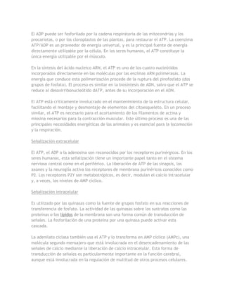 El ADP puede ser fosforilado por la cadena respiratoria de las mitocondrias y los
procariotas, o por los cloroplastos de las plantas, para restaurar el ATP. La coenzima
ATP/ADP es un proveedor de energía universal, y es la principal fuente de energía
directamente utilizable por la célula. En los seres humanos, el ATP constituye la
única energía utilizable por el músculo.

En la síntesis del ácido nucleico ARN, el ATP es uno de los cuatro nucleótidos
incorporados directamente en las moléculas por las enzimas ARN polimerasas. La
energía que conduce esta polimerización procede de la ruptura del pirofosfato (dos
grupos de fosfato). El proceso es similar en la biosíntesis de ADN, salvo que el ATP se
reduce al desoxirribonucleótido dATP, antes de su incorporación en el ADN.

El ATP está críticamente involucrado en el mantenimiento de la estructura celular,
facilitando el montaje y desmontaje de elementos del citoesqueleto. En un proceso
similar, el ATP es necesario para el acortamiento de los filamentos de actina y
miosina necesarios para la contracción muscular. Este último proceso es una de las
principales necesidades energéticas de los animales y es esencial para la locomoción
y la respiración.

Señalización extracelular

El ATP, el ADP o la adenosina son reconocidos por los receptores purinérgicos. En los
seres humanos, esta señalización tiene un importante papel tanto en el sistema
nervioso central como en el periférico. La liberación de ATP de las sinapsis, los
axones y la neuroglía activa los receptores de membrana purinéricos conocidos como
P2. Los receptores P2Y son metabotrópicos, es decir, modulan el calcio intracelular
y, a veces, los niveles de AMP cíclico.

Señalización intracelular

Es utilizado por las quinasas como la fuente de grupos fosfato en sus reacciones de
transferencia de fosfato. La actividad de las quinasas sobre los sustratos como las
proteínas o los lípidos de la membrana son una forma común de transducción de
señales. La fosforilación de una proteína por una quinasa puede activar esta
cascada.

La adenilato ciclasa también usa el ATP y lo transforma en AMP cíclico (AMPc), una
molécula segundo mensajero que está involucrada en el desencadenamiento de las
señales de calcio mediante la liberación de calcio intracelular. Esta forma de
transducción de señales es particularmente importante en la función cerebral,
aunque está involucrada en la regulación de multitud de otros procesos celulares.
 